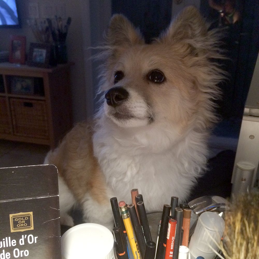 Picasso, Brenden Sanborn's dog, sitting at the studio desk among pencils and pens